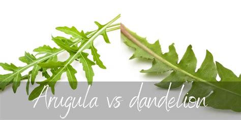 Arugula Vs Dandelion What They Are And How Theyre Different Foodiosity