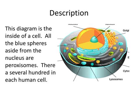 Ppt Peroxisomes Found In Plant And Animal Cells Powerpoint