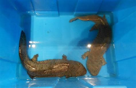Chinese Giant Salamander It Is Considered Critically Endangered Due