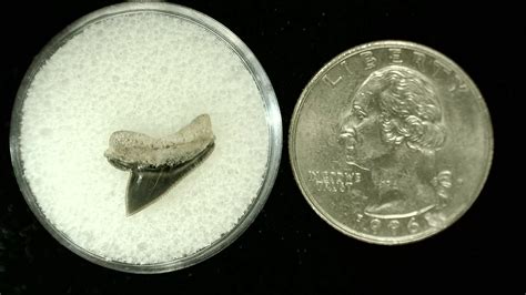 Texas Cretaceous Squalicorax Shark Tooth 1 For Sale