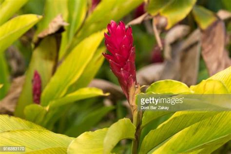 Ginger Bush Photos And Premium High Res Pictures Getty Images