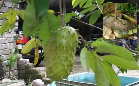 Khasiat daun durian belanda dapat membantu mengubati sakit urat atau sakit saraf.rebus 10 helai daun durian belanda tua, tetapi warnanya masih hijau pekat. Pokok Durian Belanda Asyik Gugur Putiknya. Buat Begini ...