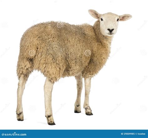 Rear View Of A Sheep Looking Back Stock Image Image Of People
