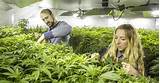 Medical Marijuana Growers Stocks