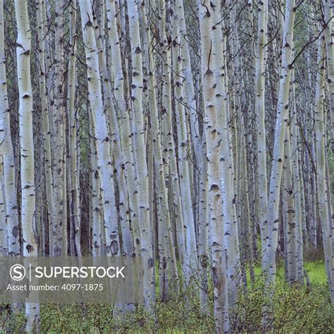 Birch Tree Trunks In A Forest Jasper National Park Alberta Canada