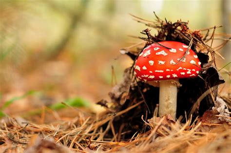 Red Mushroom Forest Mushroom Nature Hd Wallpaper Wallpaper Flare