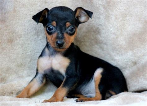 Miniature Pinscher Puppies For Sale Puppy Adoption Keystone Puppies