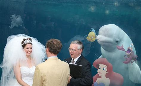 Beluga Whale Photobombs Wedding And Inspires Hilarious Photoshop Battle