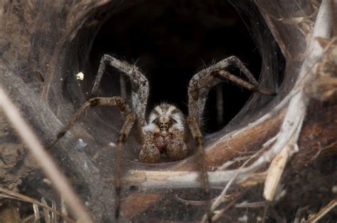 The Myth Of The Brown Recluse Spider Bite Christopher Keelty