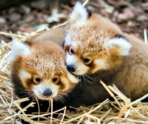 Double The Fluff Twin Red Pandas Born At Cleveland Zoo