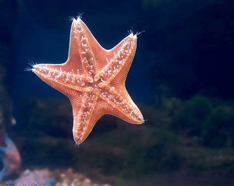 Online Crop Hd Wallpaper Starfish Underwater Swimming Sea