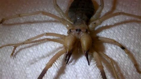 Camel Spiders Amazing Wallpapers
