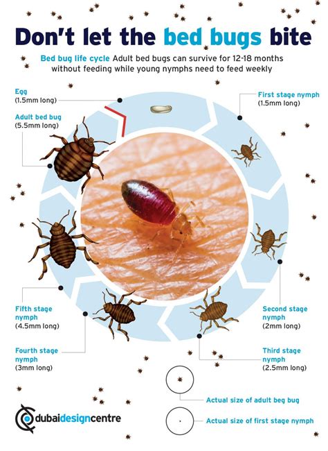 Dont Let The Bed Bugs Bite Infographic Bed Bugs Bed Bug Bites Bed