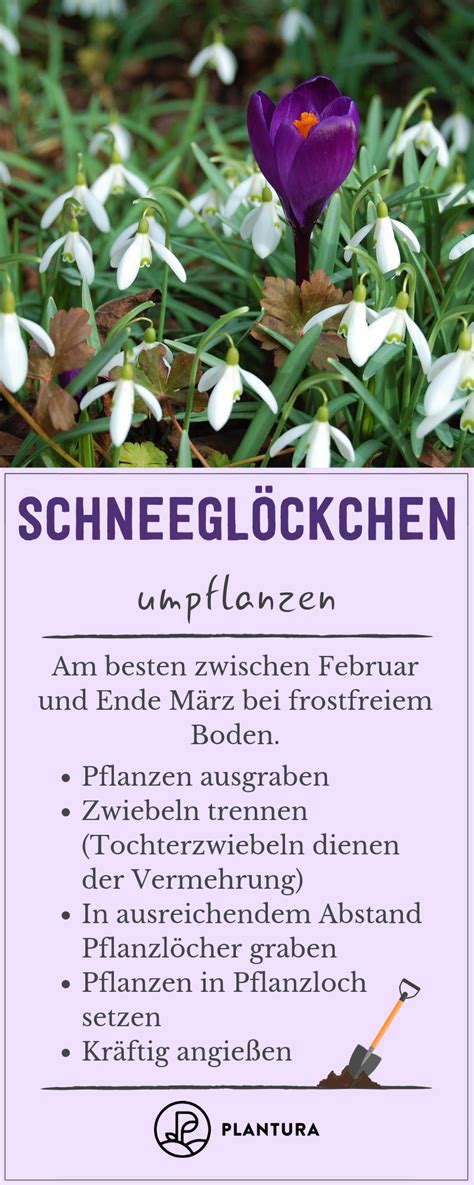Wann der richtige zeitpunkt für die düngung des rasens ist und womit sie ihren rasen für den winter stärken zeigt dieser beitrag. Schneeglöckchen pflanzen: Tipps für Topf & Beet - Plantura ...
