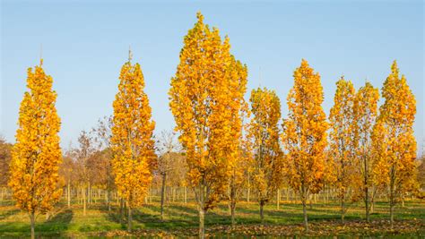 Liriodendron Tulipifera Fastigiata Upright Tulip Tree Black Bridge