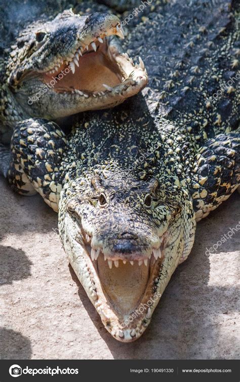 El Cocodrilo Americano Crocodylus Acutus Fotografía De Stock