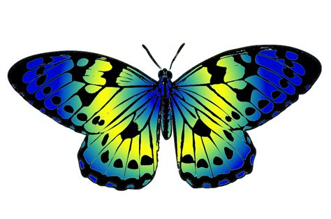 Butterflies butterfly clip art clipart 3 - Clipartix