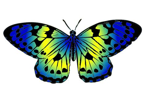 Transparent Butterfly Clipart Free Download On Clipartmag