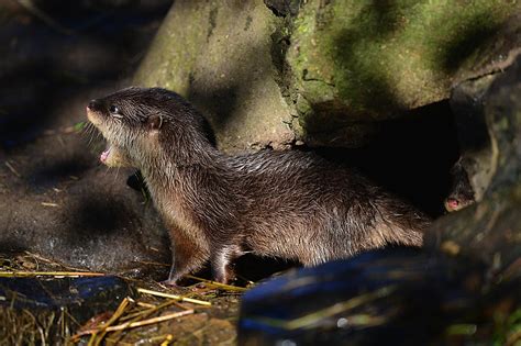 Illinois First River Otter Trapping Season Since 1929