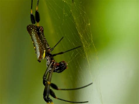 I Didnt Know Banana Spiders Were Deadly When I Shot This In Costa Rica