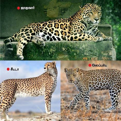 Differences Between Tiger Cheetah Leopard And Jaguar Justagric