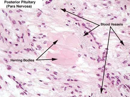 Pituitary Gland Histology Diagram