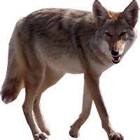 Jackal, coyote PNG