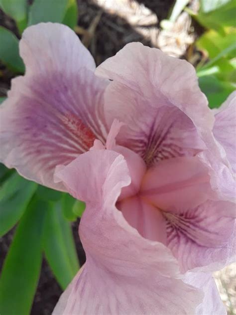 Free Stock Photo 17494 A Beautifull Pink Iris Freeimageslive