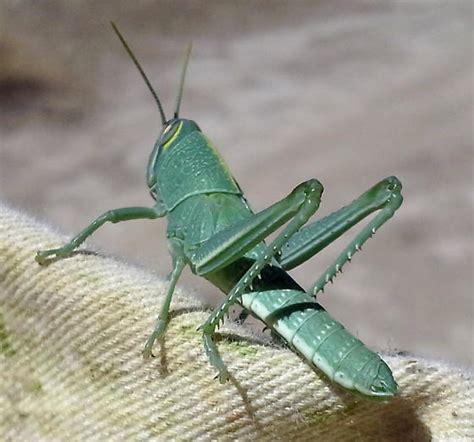 Green Bird Grasshopper Schistocerca Shoshone Bugguidenet