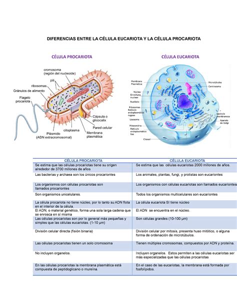 Diferencias Celula Eucariota Y Procariota ¿cuál Es La Clave De La