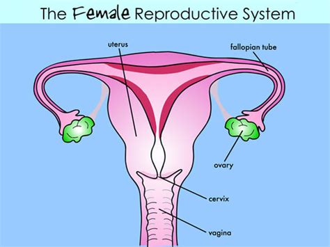 This article contains a list of human body parts names. According to a Shameful New Study, Half of All Men Don't ...