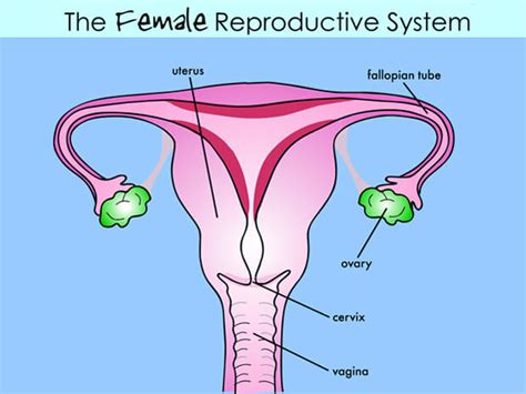 Your menstrual cycle starts on the first day of menstruat. According to a Shameful New Study, Half of All Men Don't ...