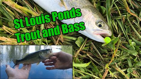 Trout And Bass Fishing St Louis Ponds Youtube
