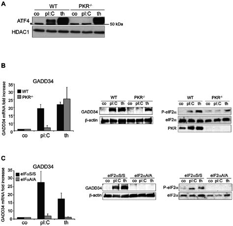 Pkr Is Required For Atf And Gadd Expression In Response To Poly I C Download Scientific