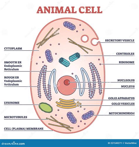 Cellula Animale Con Struttura Anatomica Marcata Schema Del Diagramma