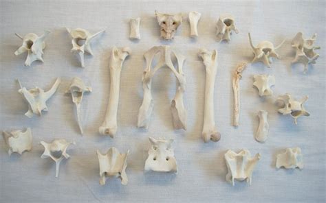 Lot Of Random Small Mammal Bones