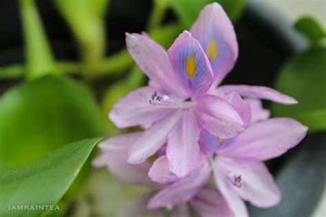It belongs to the family pontederiaceae of the order commelinales. #water_hyacinth # water_garden | Water garden, Garden ...
