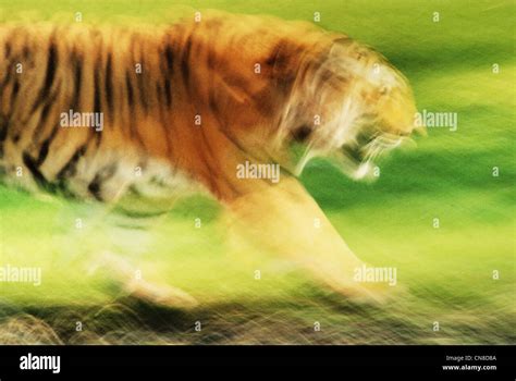 Motion Blur Of A Tiger Running Across A Green Field Stock Photo Alamy