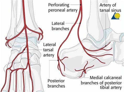 Calcaneus Anatomy And Attachments Bone And Spine Foot Anatomy
