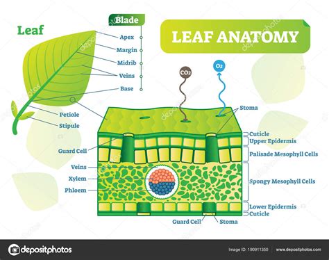 Leaf Anatomy Vector Illustration Diagram Biological Macro Scheme