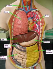 Labeled diagram of digestive system diagram labeled diagram of digestive system chart human anatomy diagrams and charts explained. Human Torso Model Flashcards | Quizlet
