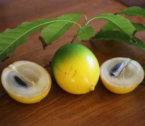 Descubre la POUTERIA CAIMITO y su delicioso fruto