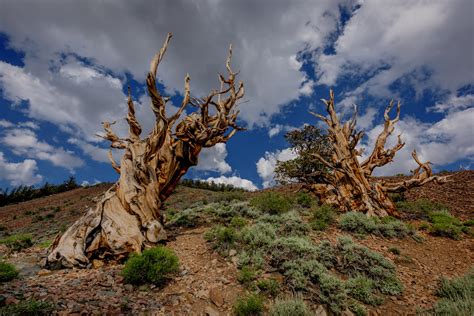 Ancient Bristlecone Pine Forest Splash