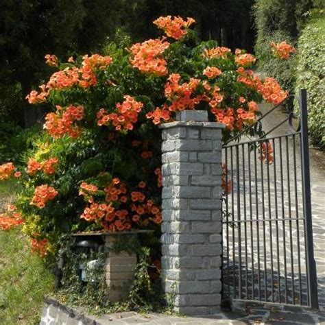 Jan 29, 2020 · here's an exploration of the history of four particular flowering plants that have been decidedly queered. Campsis Indian Summer | Кампсис