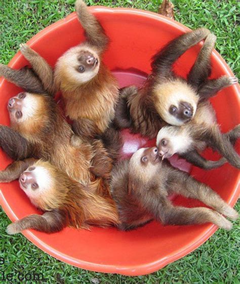 Baby Sloths: 12 Adorable Litters of Baby Animals - mom.me | Baby sloth