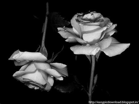 77 Black And White Roses Wallpapers Wallpapersafari