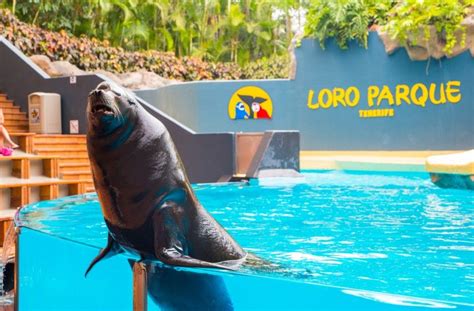 Maybe you would like to learn more about one of these? Teide Tour from Tenerife and Entrance in Loro Park ...