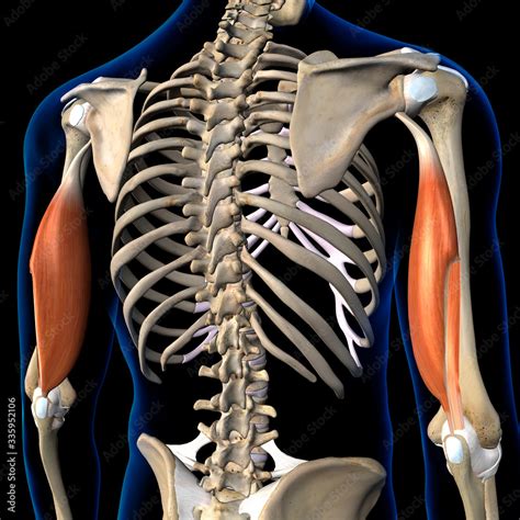 Tricep Muscle Anatomy
