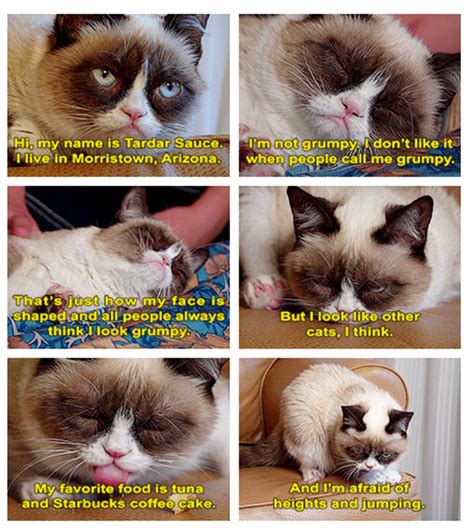What Is Grumpy Cats Name Who Owns Grumpy Cat Tartar Sauce Dump A Day