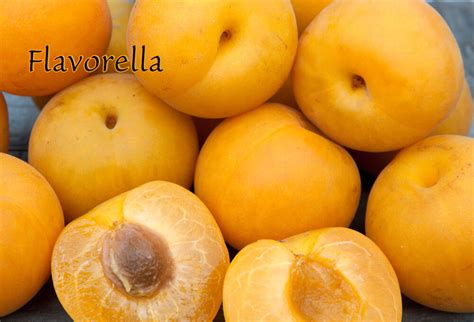 Pluots, apriums, apriplums, or plumcots, are some of the hybrids between different prunus species that are also called interspecific plums. Flavorella Plumcot Trees - Louie's Nursery & Garden Center ...